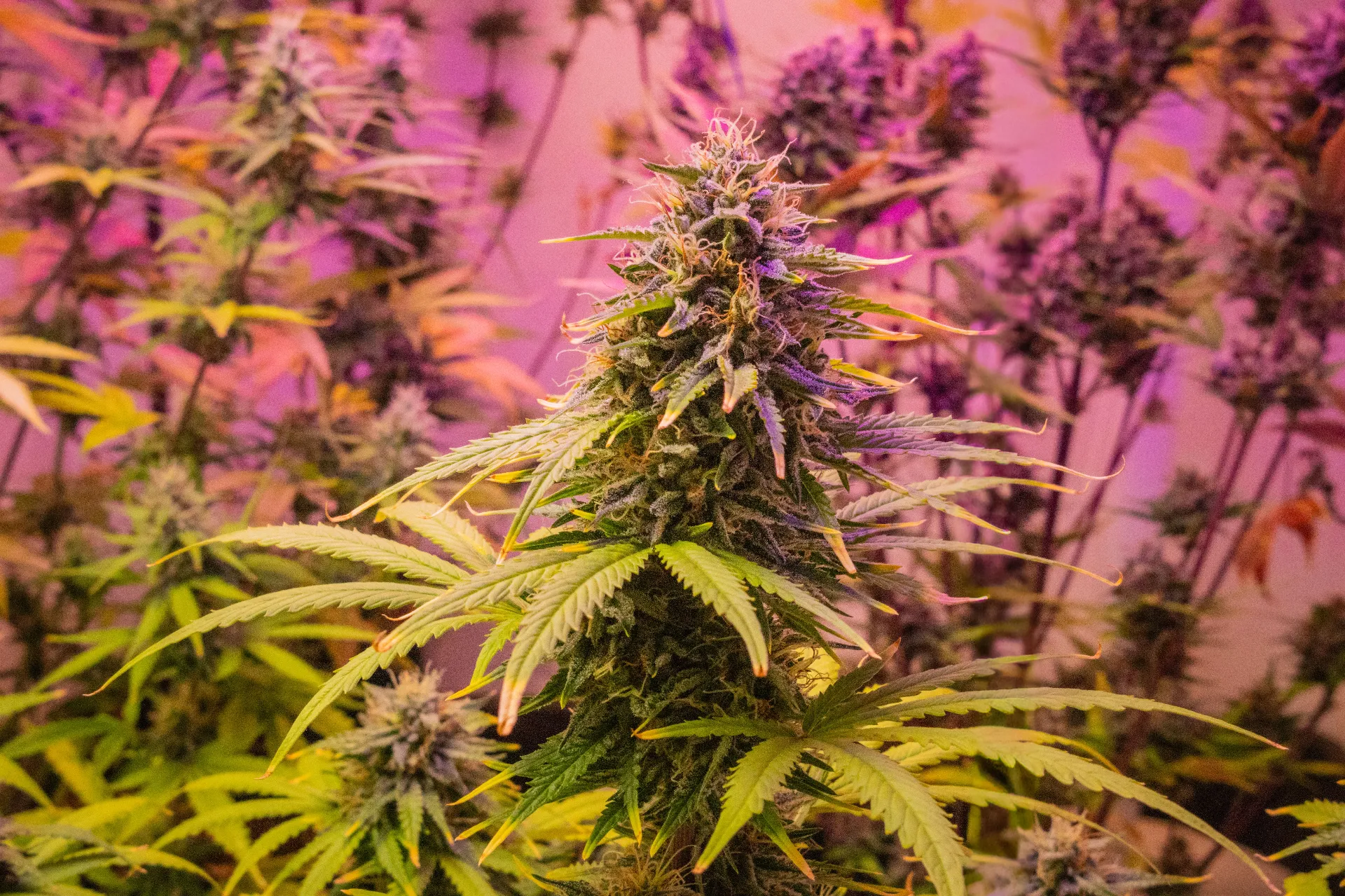 Der ultimative All-in-One Cannabis-Anbaurechner: Maximiere deinen Ertrag und behalte die volle Kontrolle